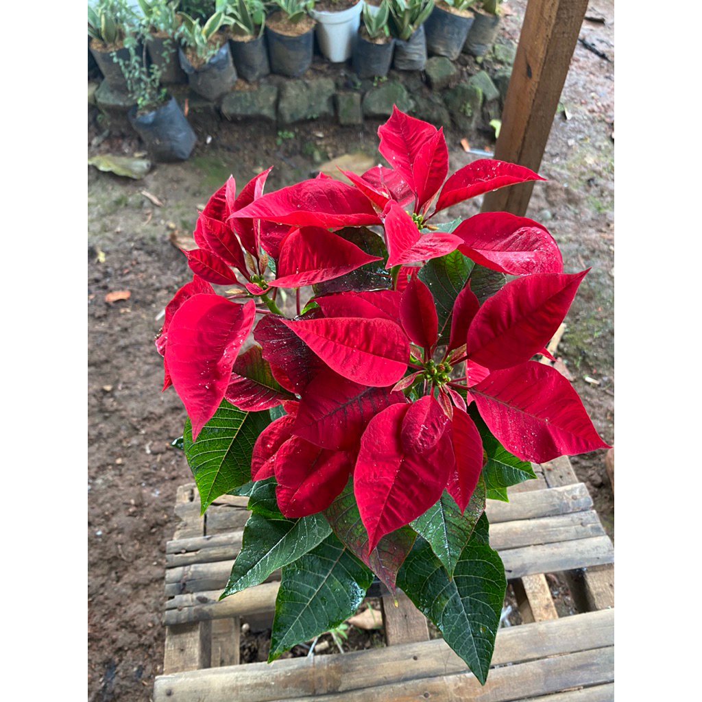 Tanaman hias kastuba merah/ Tanaman kastuba merah/kastuba