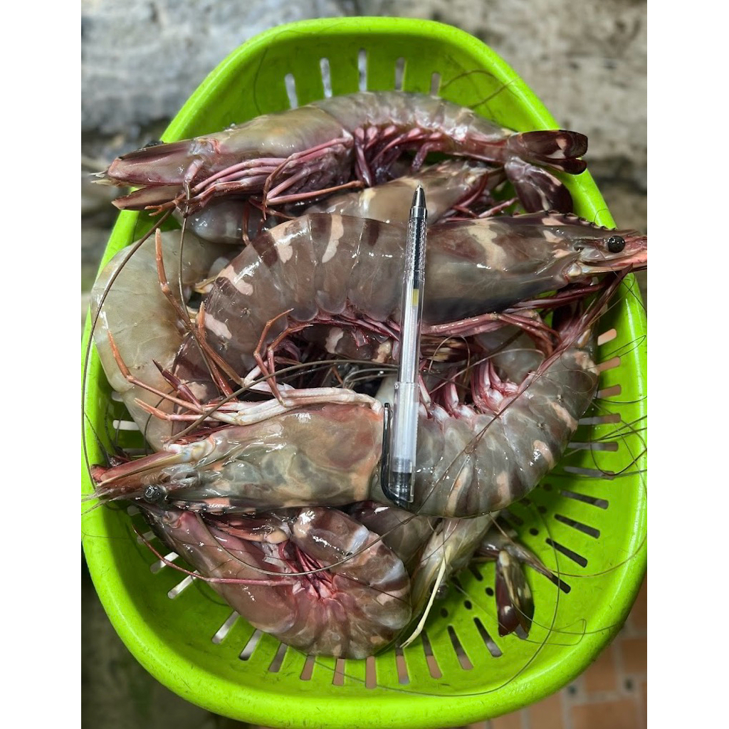udang windu fresh