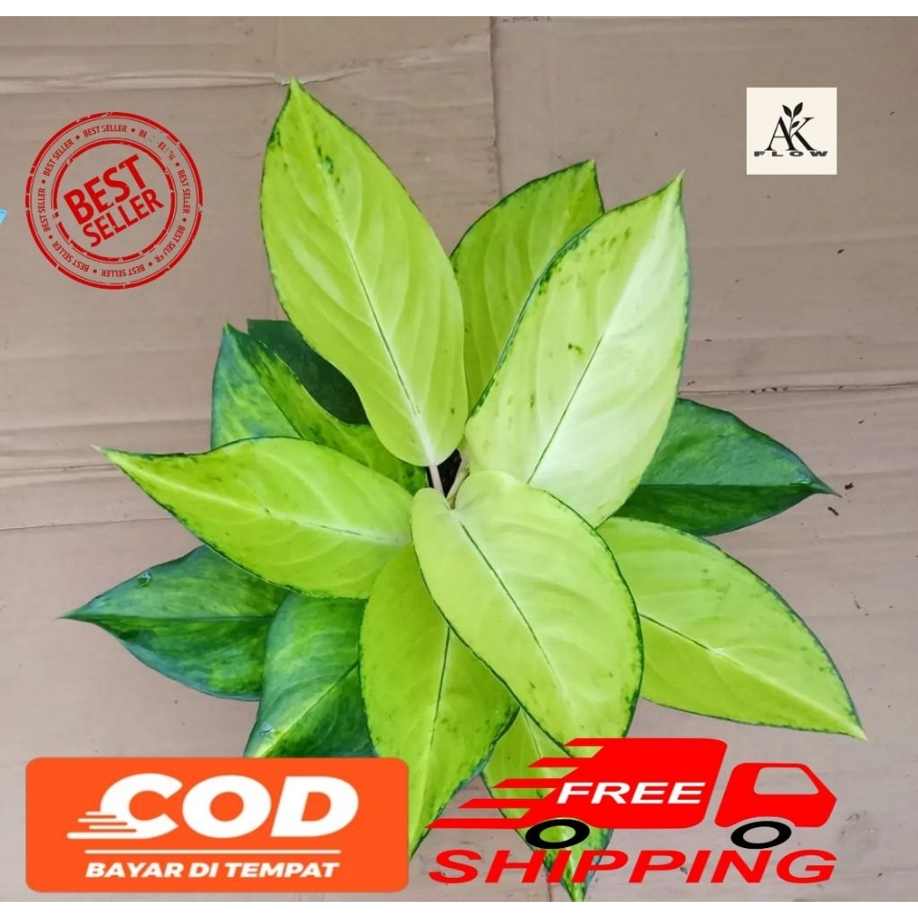 (BISA COD) Tanaman hias aglonema kochin sunrise remaja rimbun