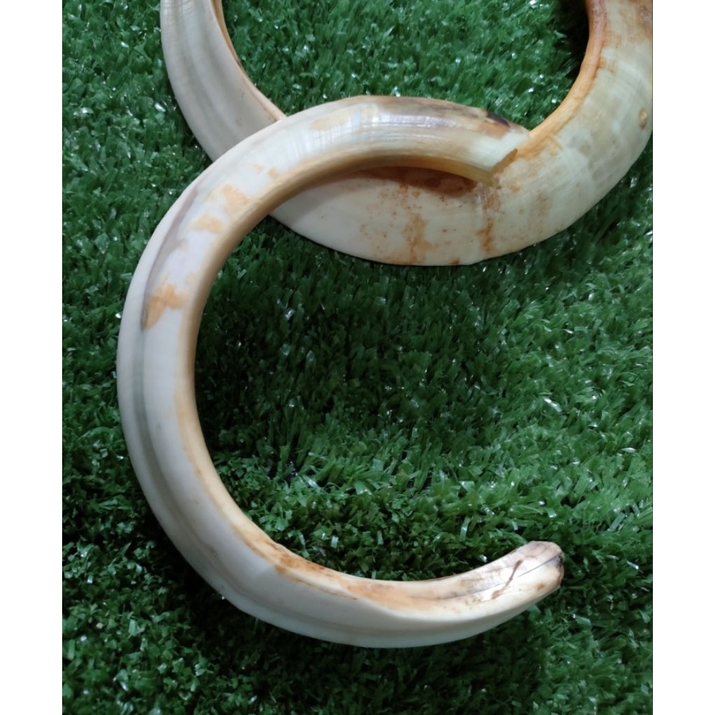 Liontin taring babi asli hampir melingkar