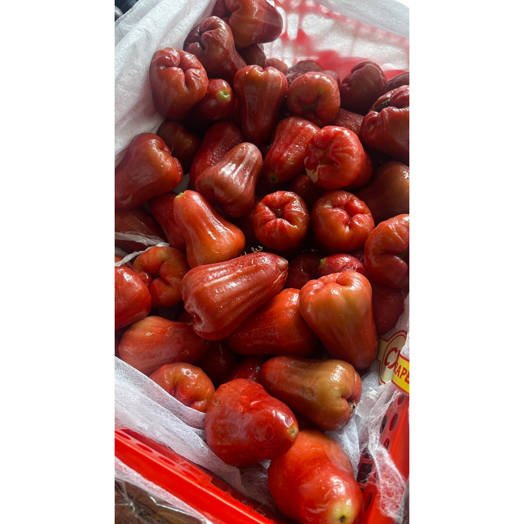 JAMBU CITRA MADU