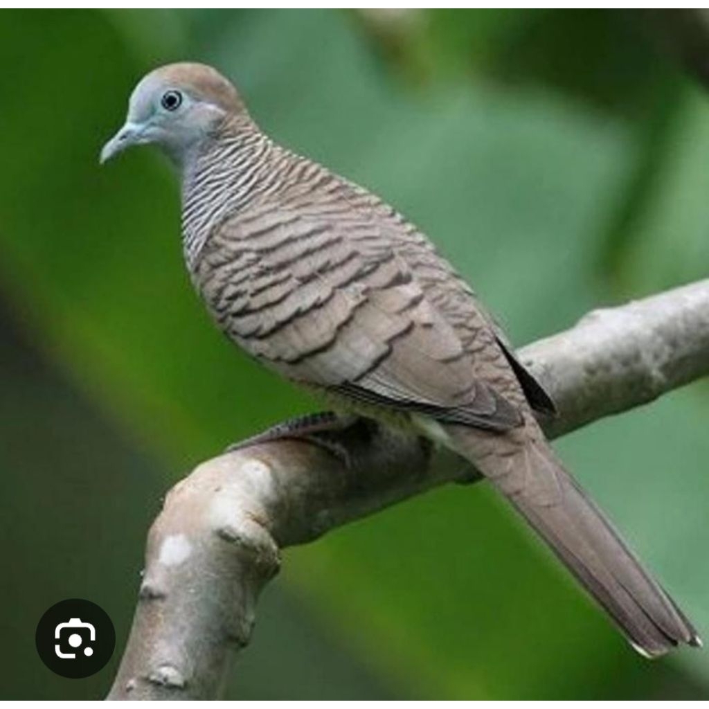 Perkutut Bangkok jantan dewasa bunyi