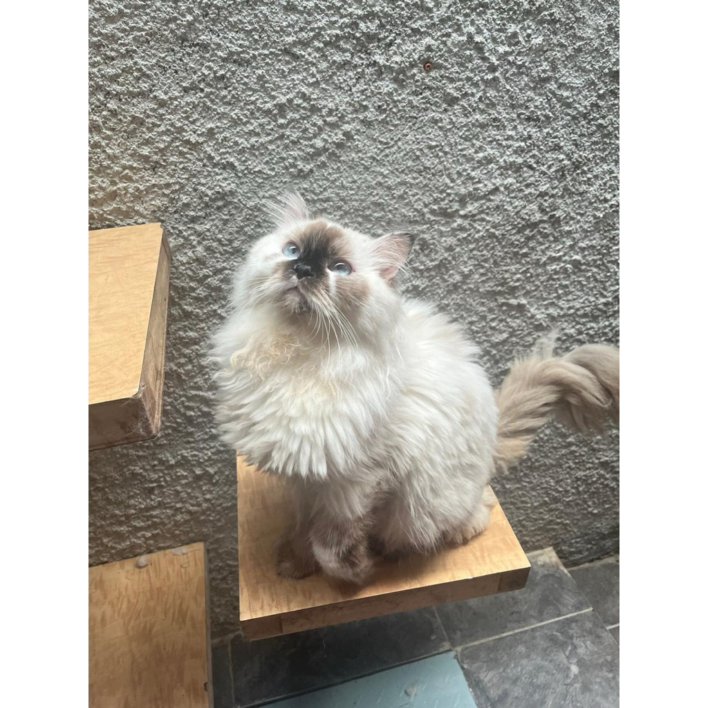 Adopsi Kucing Persia Adopt Cat