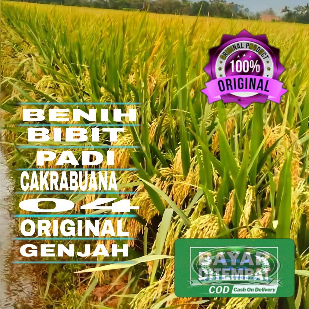BENIH PADI CAKRABUANA 04 KEMASAN 5KG