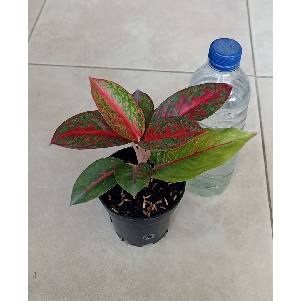 Aglaonema Stardust