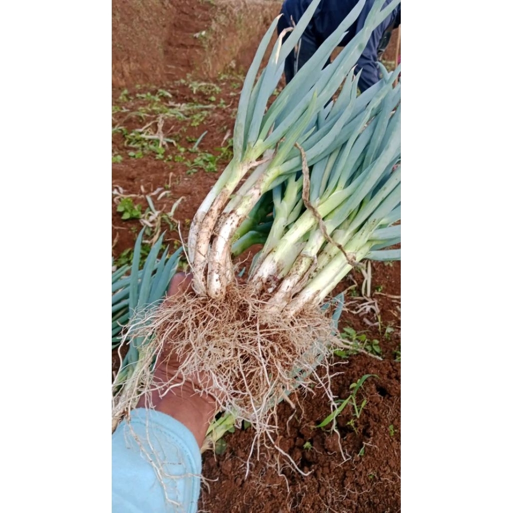 bibit bawang daun/daun bawang per 1 kg