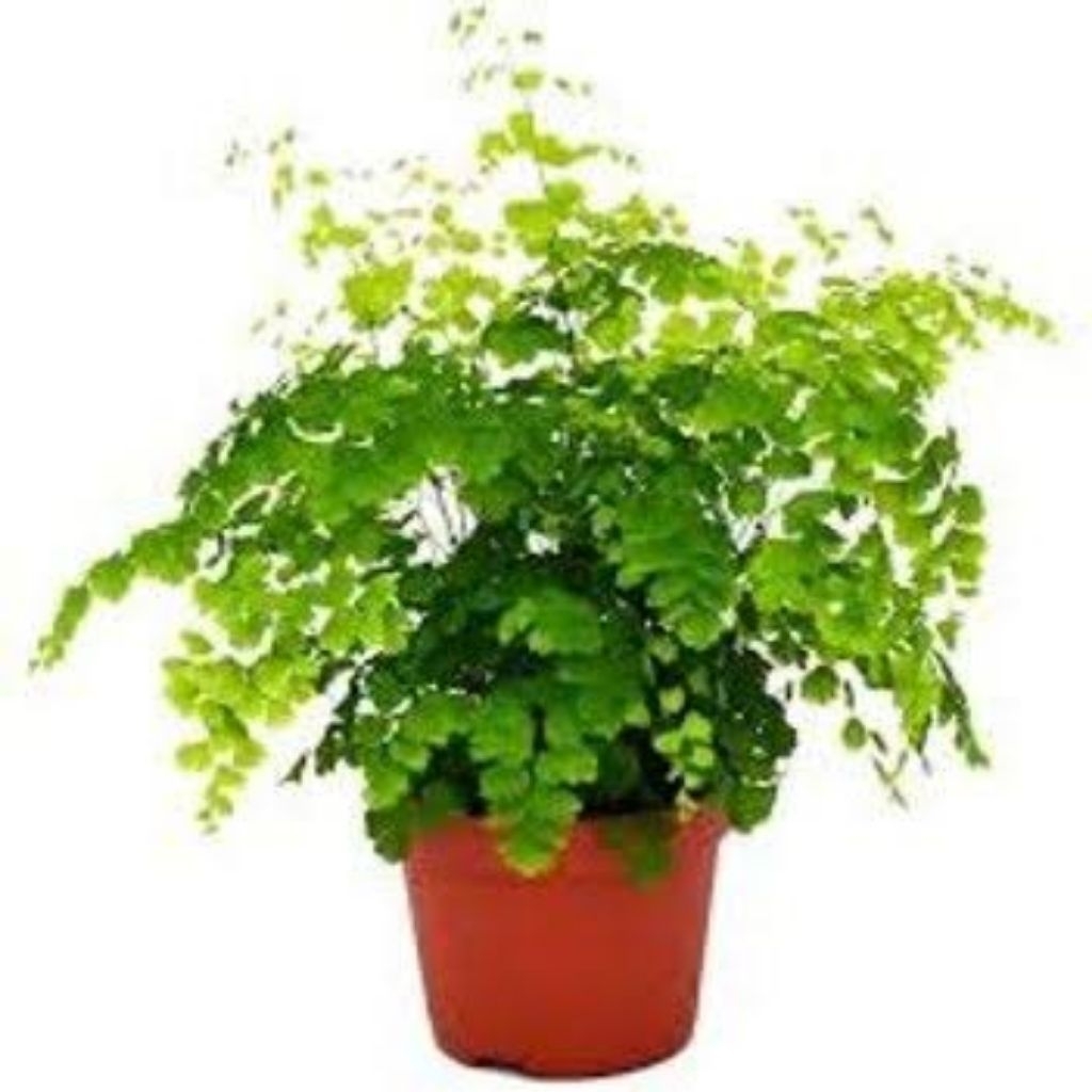 Tanaman Hias Pakis Suplir / Tanaman Hidup Pakis suplir / Pakis ...