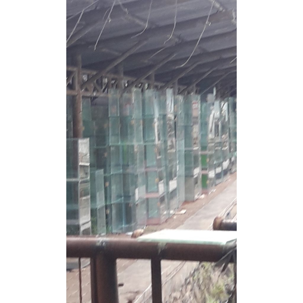 aquarium 100x50x50 kaca full 8.mili