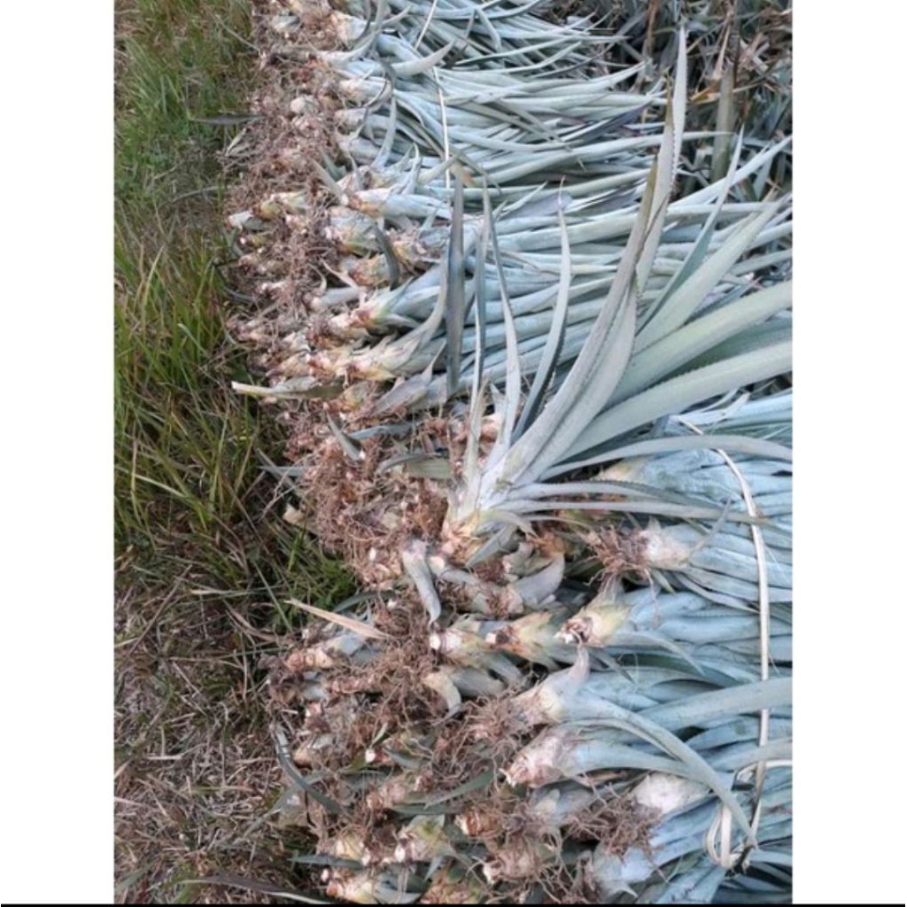 Bibit Nanas Madu Jumbo Tanpa Duri