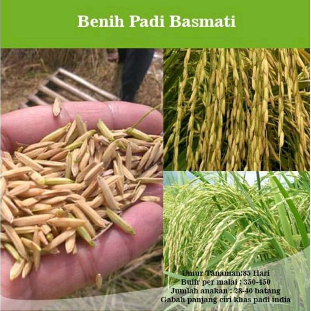 PADI benih padi basmati premium 1kg