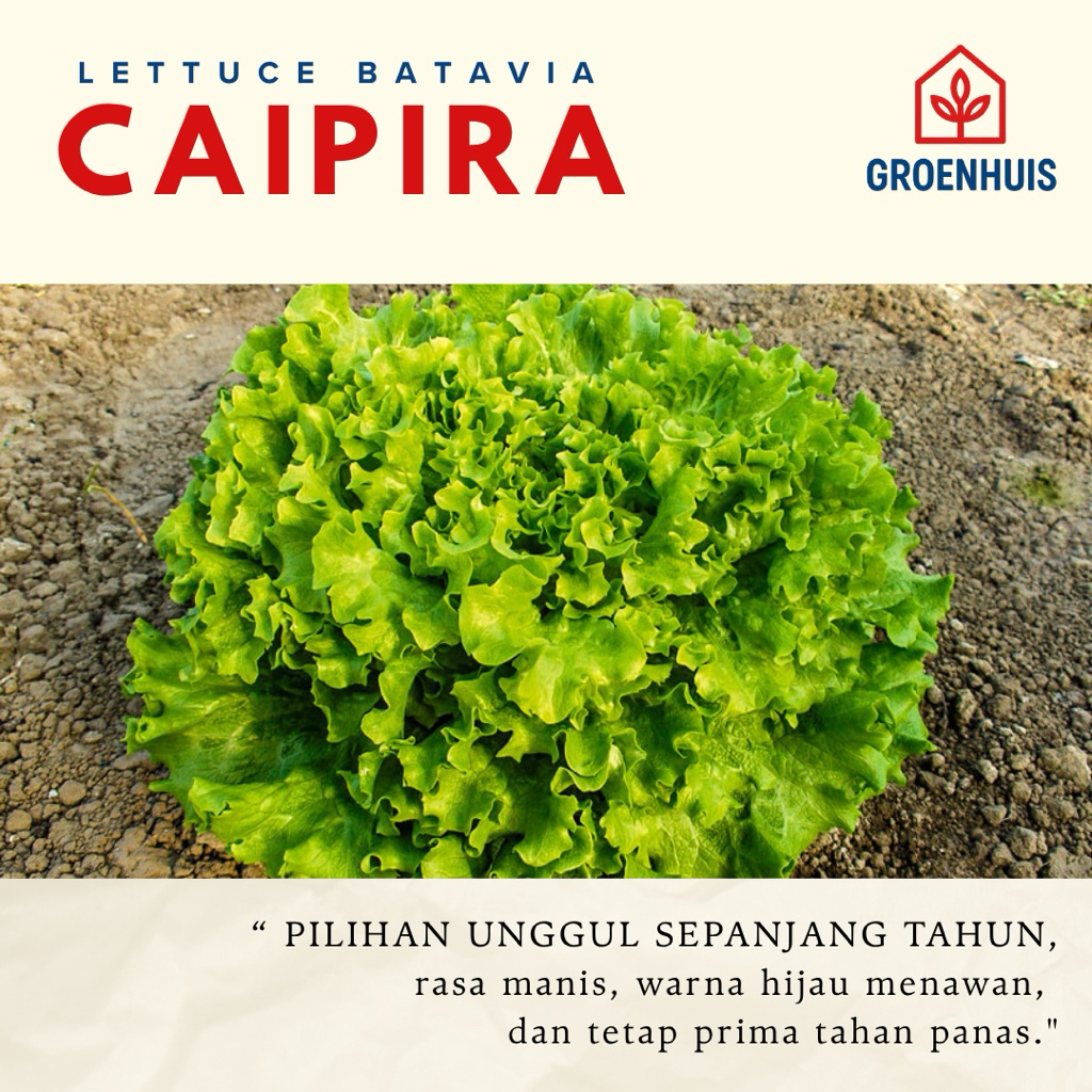 benih lettuce batavia caipira pills isi 500 benih