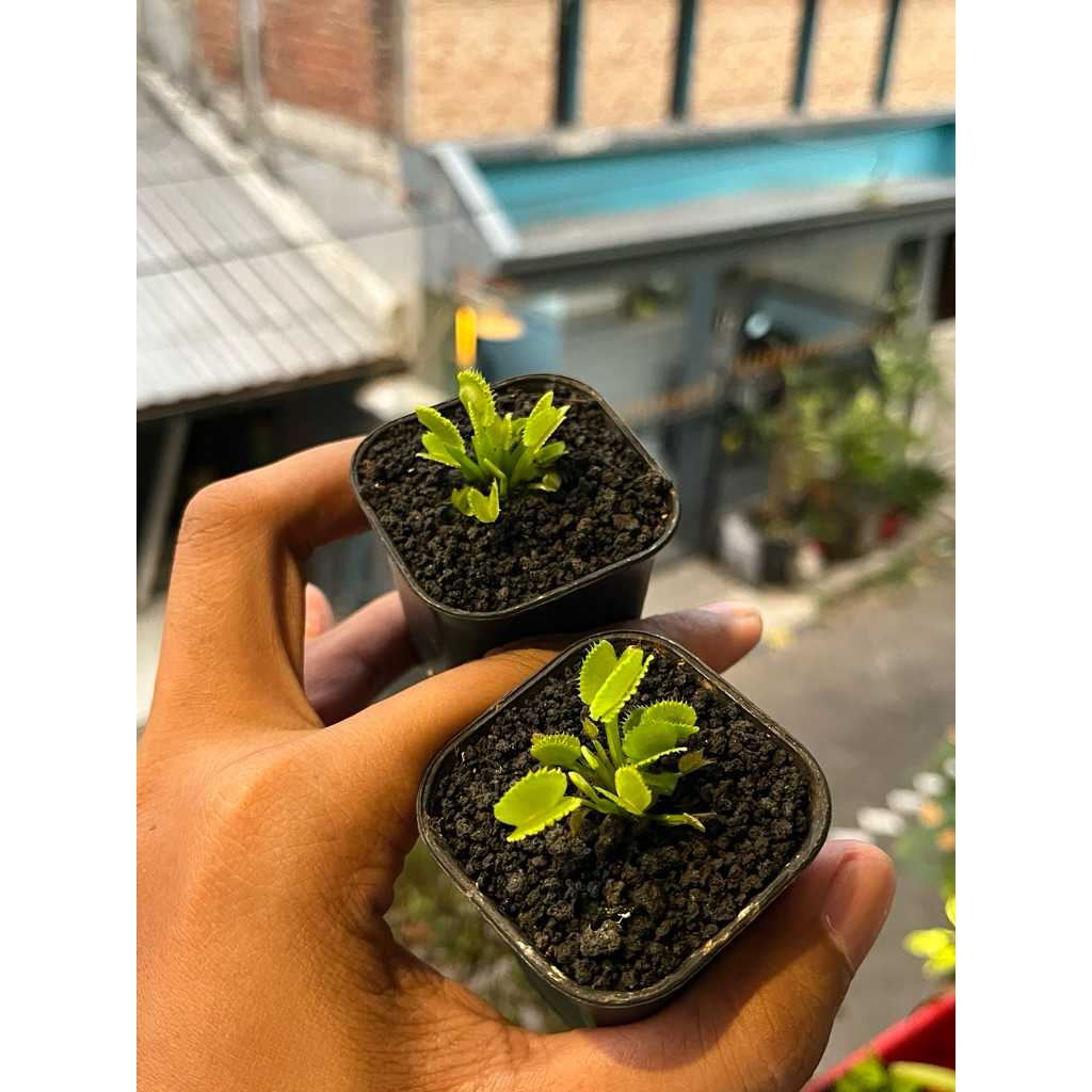 venus fly trap chinese dumpling
