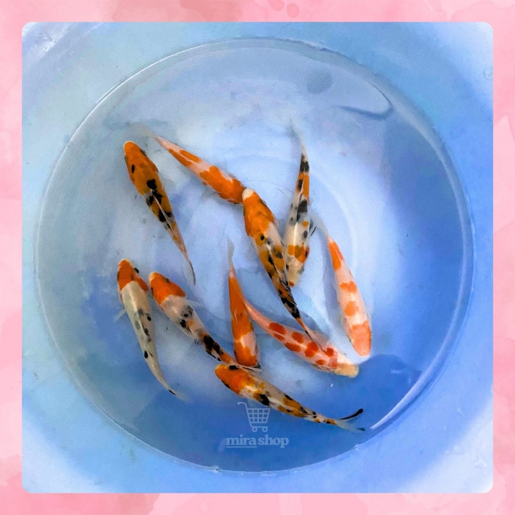 IKAN KOI SUKABUMI KOHAKU SANKE 11-13 CM / IKAN KOI BERKUALITAS WARNA PEKAT - IKAN KOI KECIL