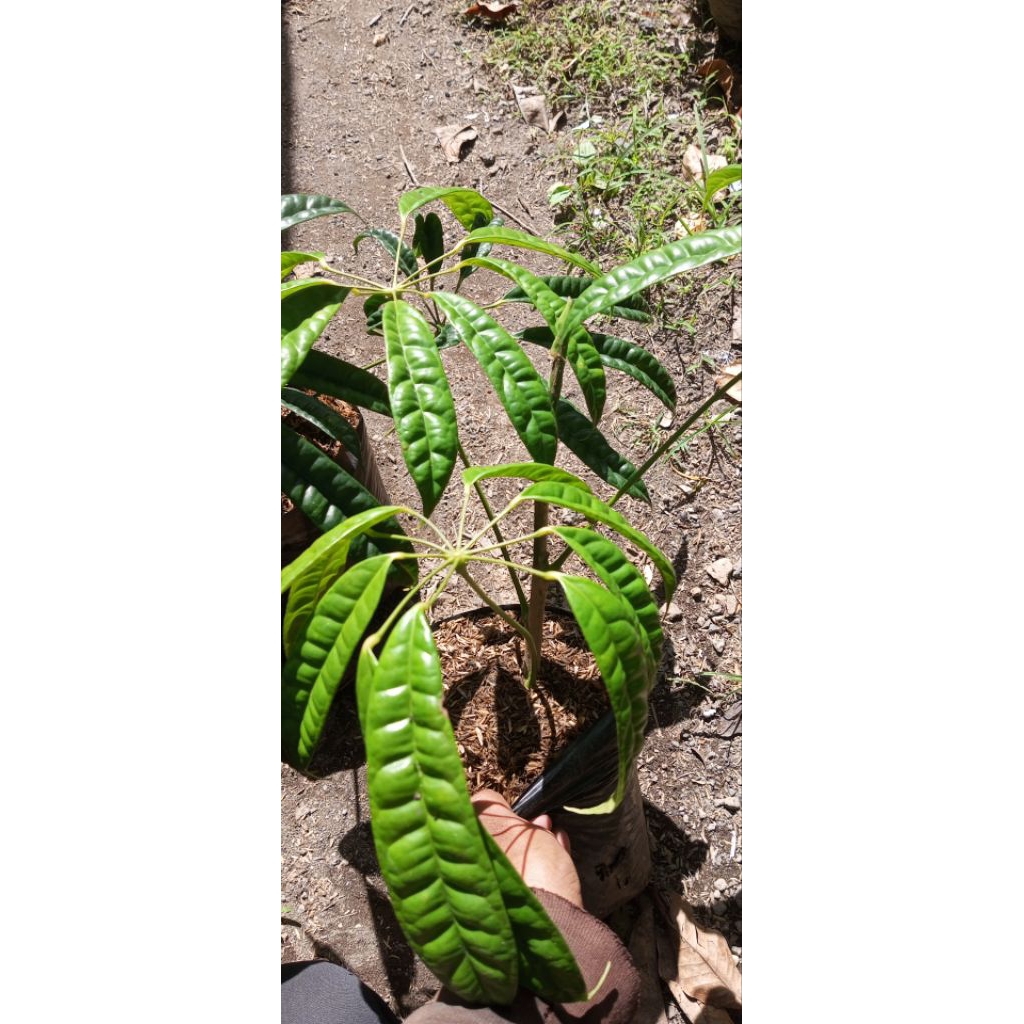 Tanaman Walisongo Pete atau nama ilmiahnya Schefflera albido-bracteata.