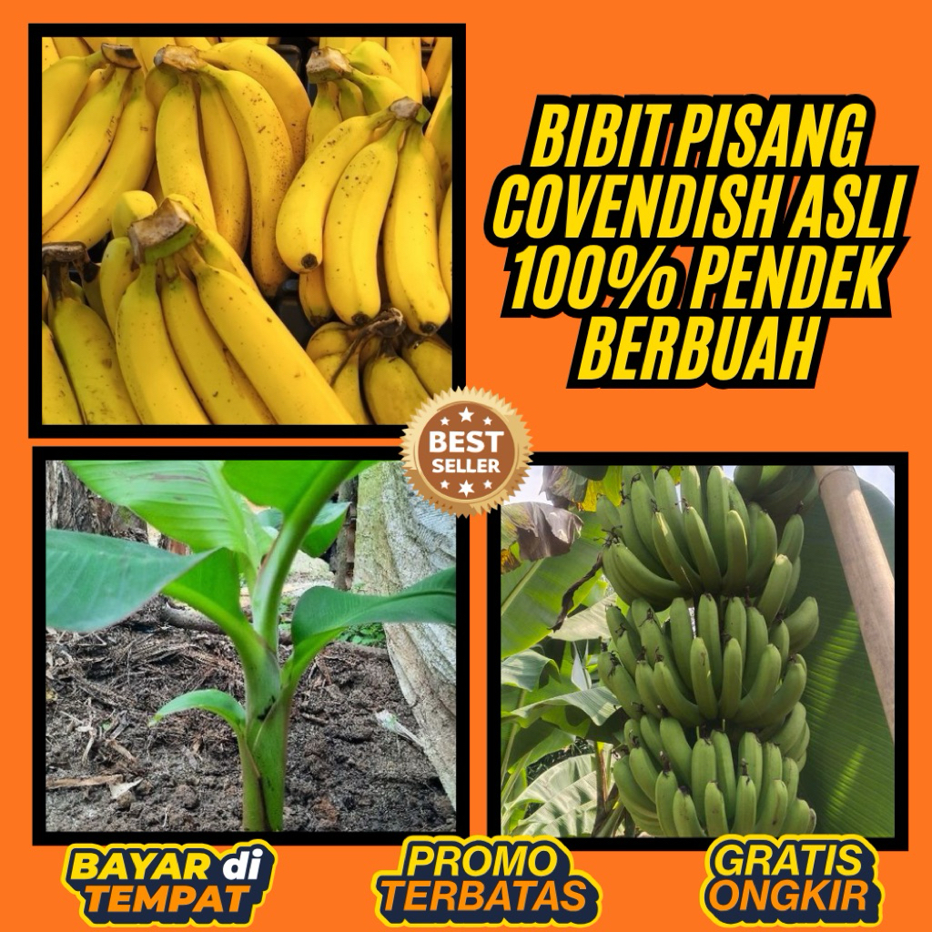 ASLI !! Pohon Pisang Cavendish Mini