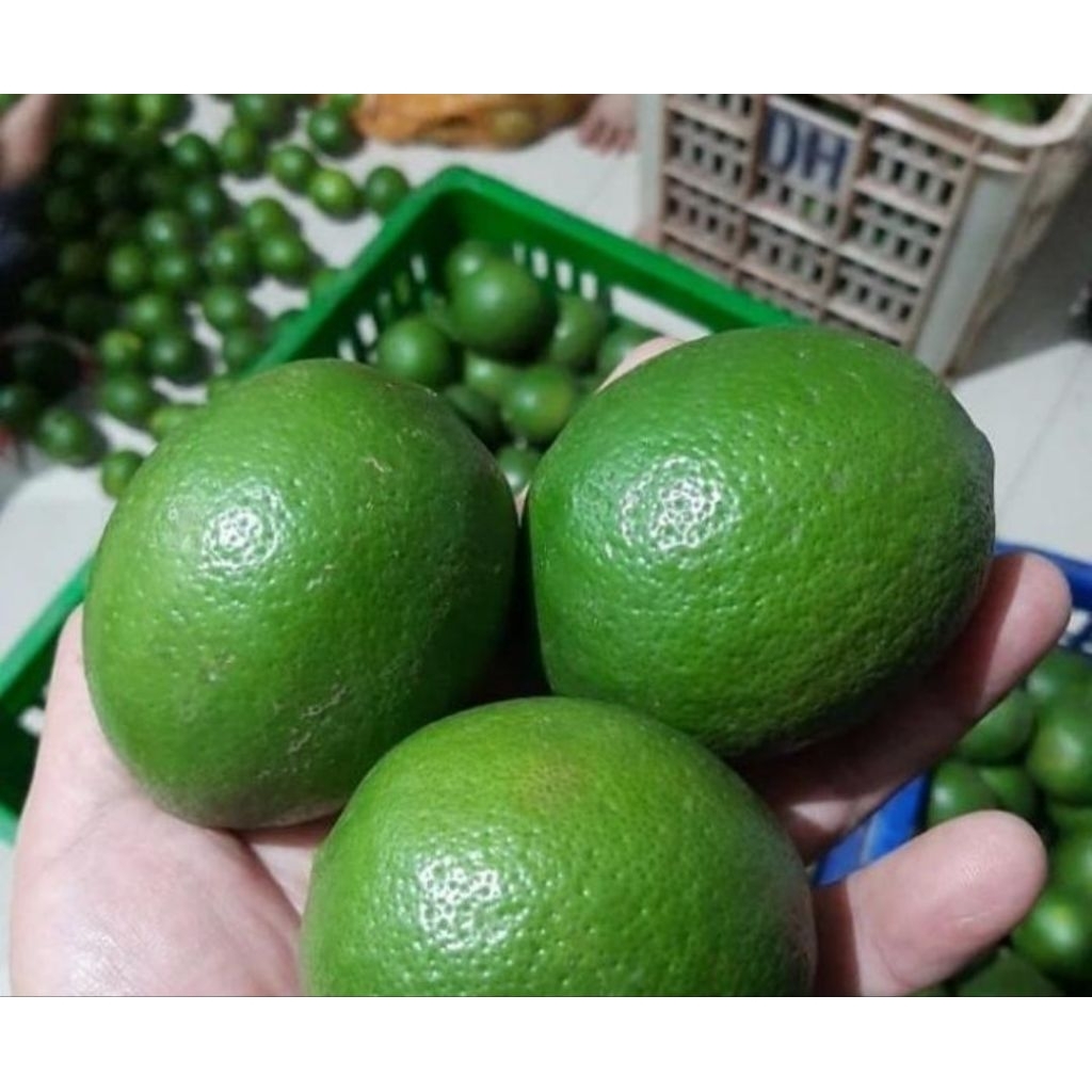 lemon California hijau