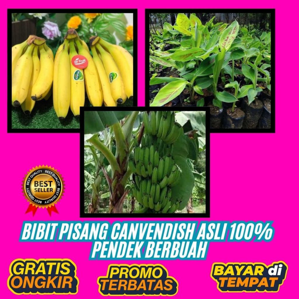 TERBUKTI ASLI  Bibit Pisang Cavendish G9 │ Bibit Pisang Cavendish Harga