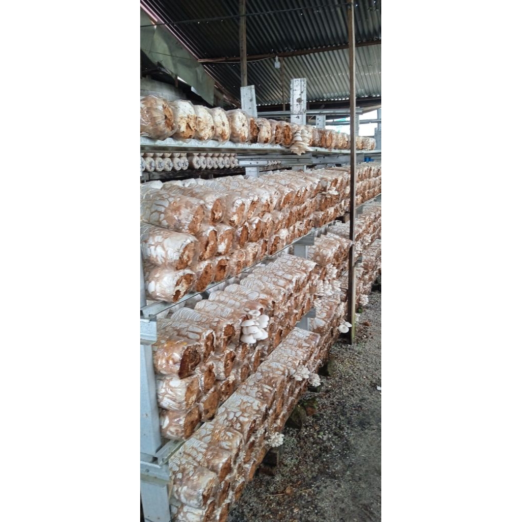 Bibit Jamur tiram