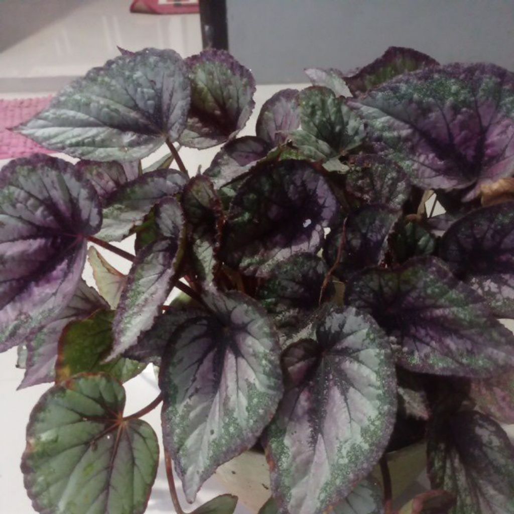 Begonia Pink Thailand