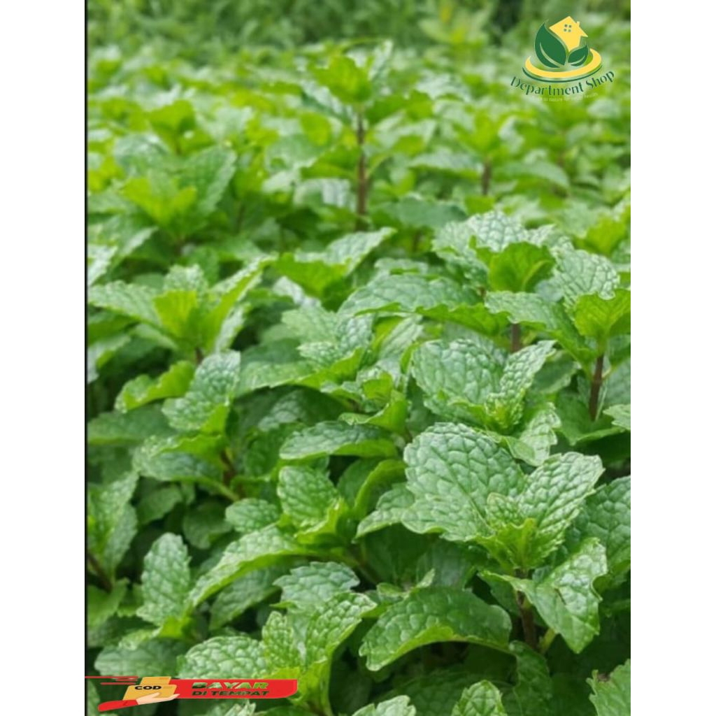 Daun Mint Segar Kemasan 200 Gr Fresh