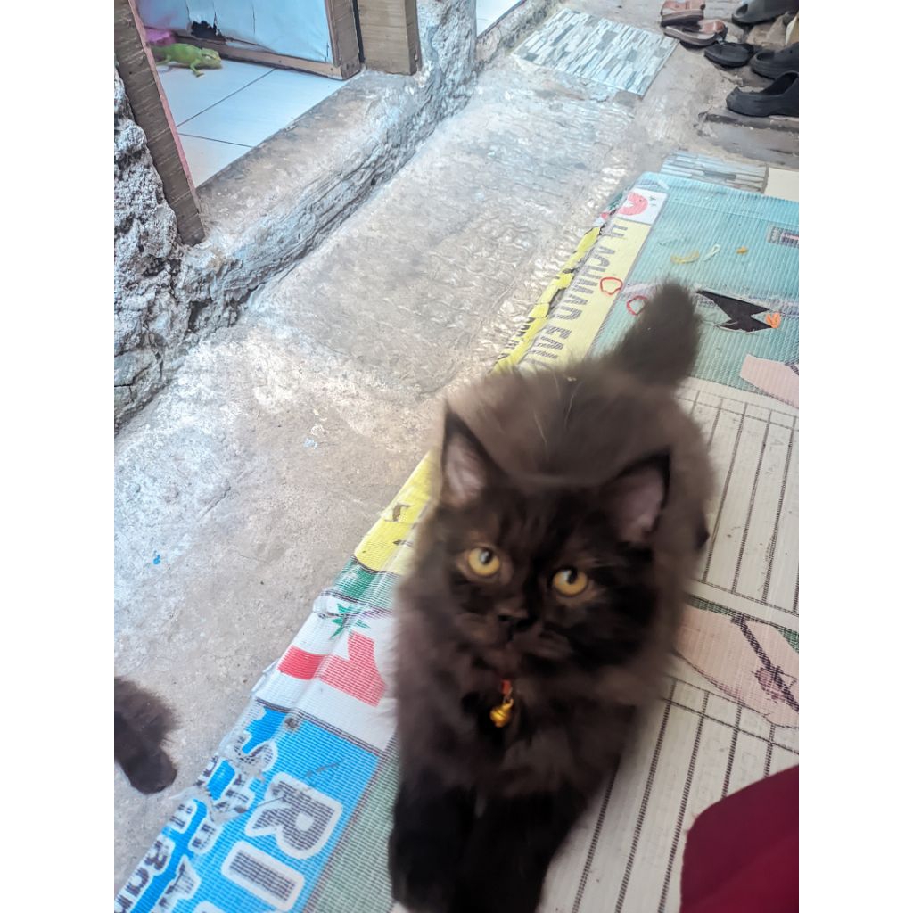 Persia medium jantan