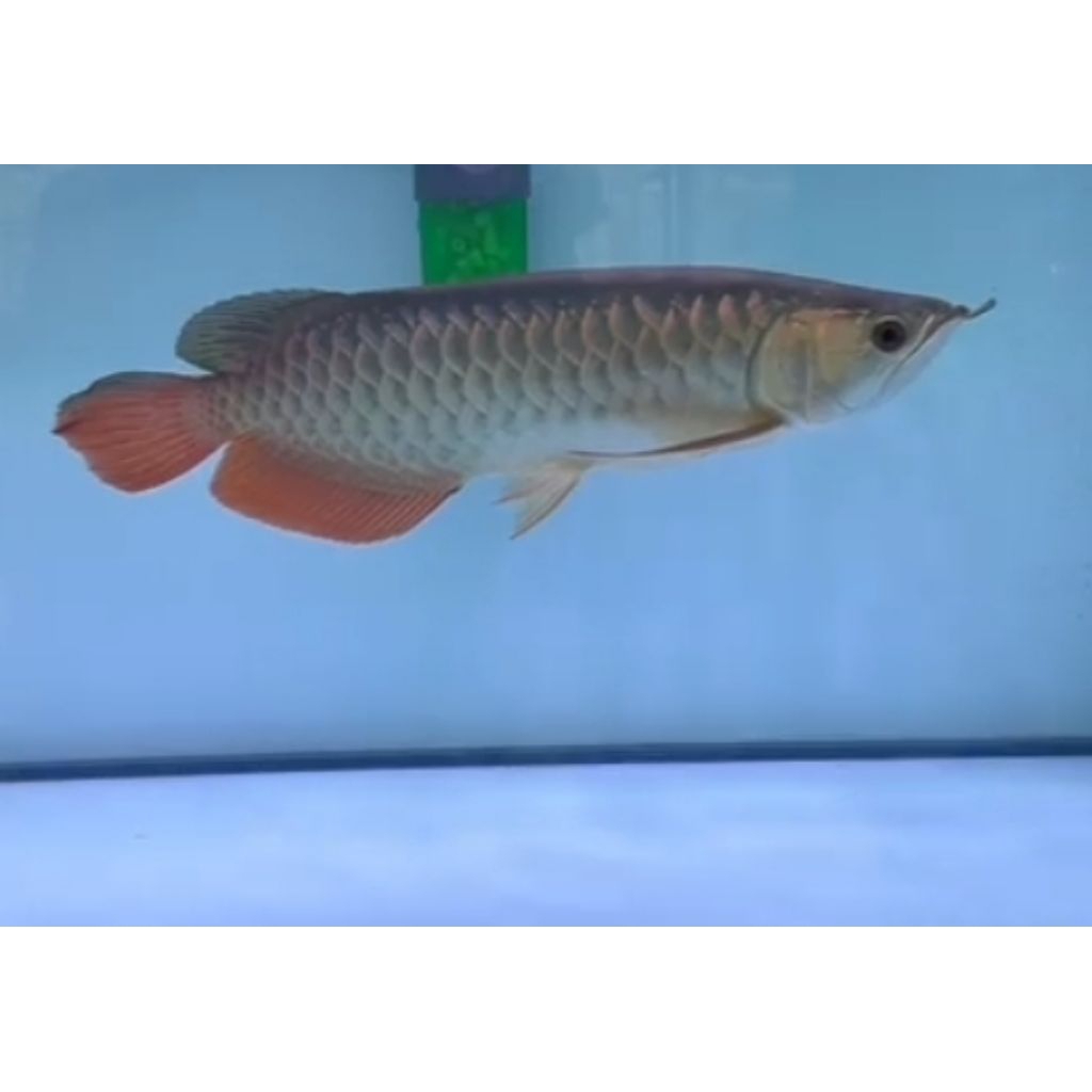 Ikan arwana red tail golden 40 cm up