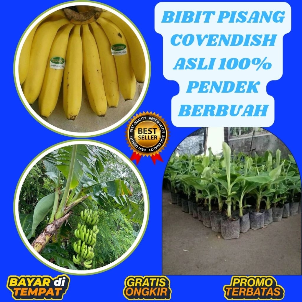 100% ASLI  Bibit Pisang Cavendish Sunpride Bibit Pisang Cavendish Shopee