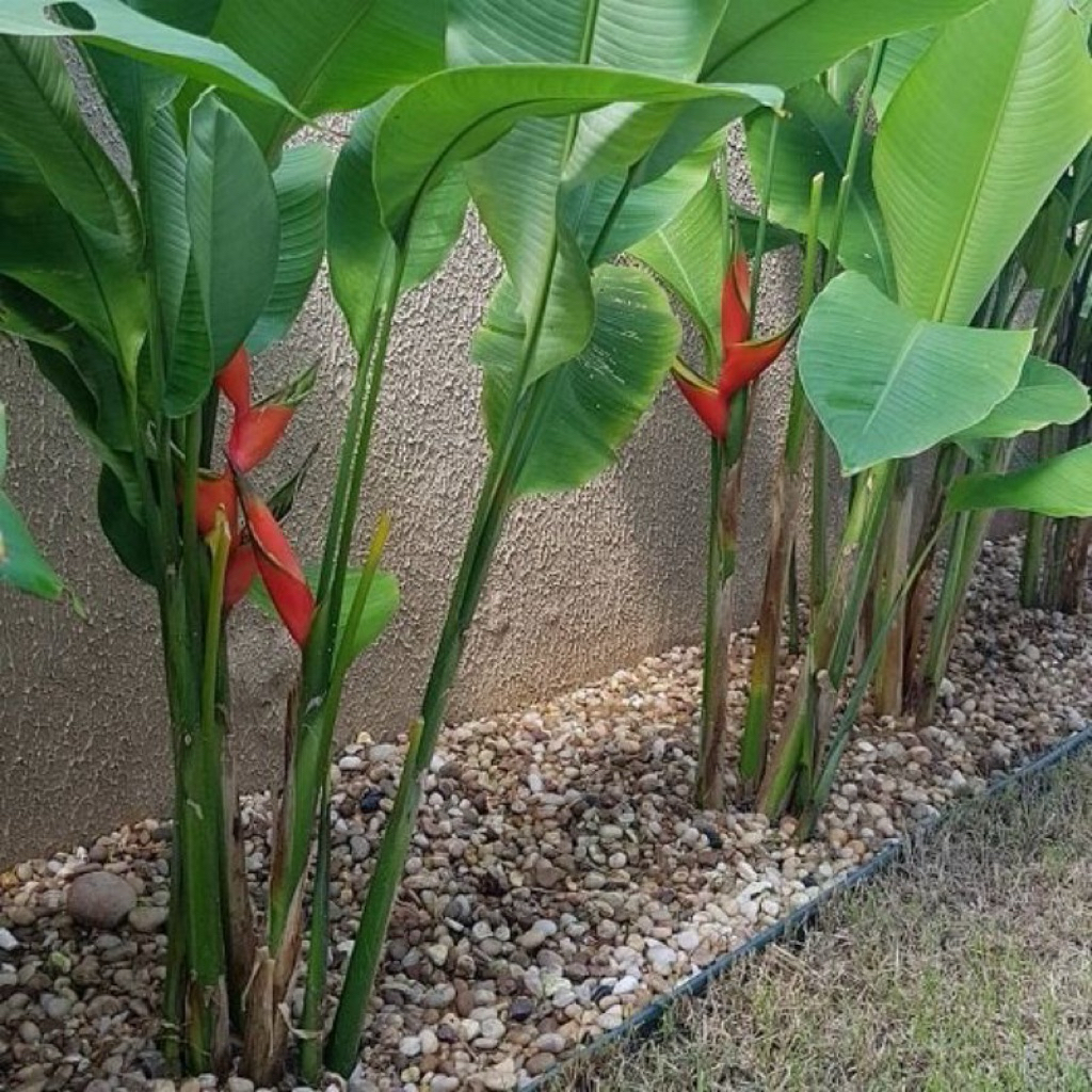 Tanaman Hias Pisang Bali Heliconia - Pohon pisang-pisangan bali