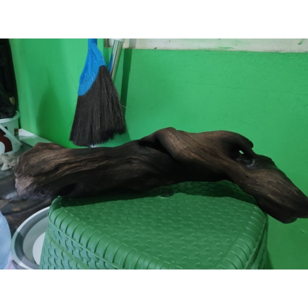 kayu santigi Full Tenggelam