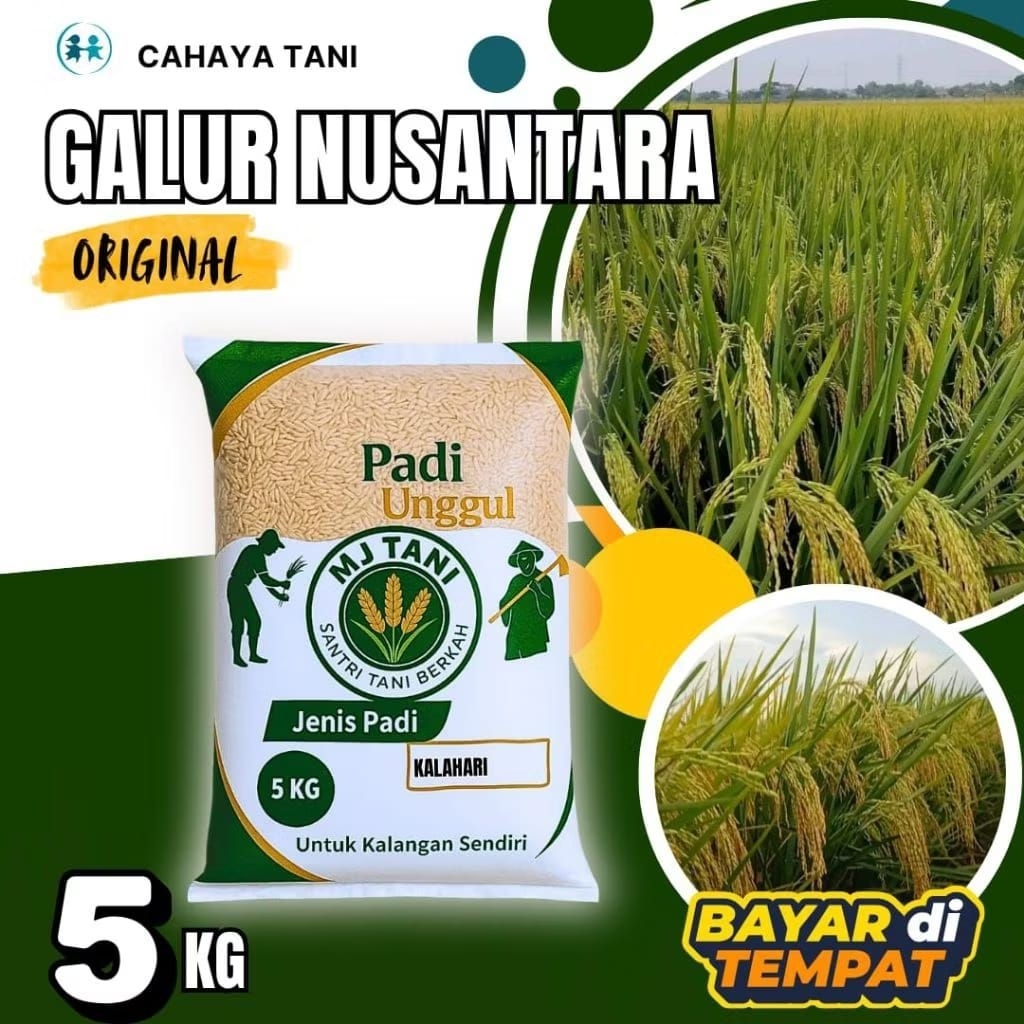bibit padi unggul GALUR NUSANTARA