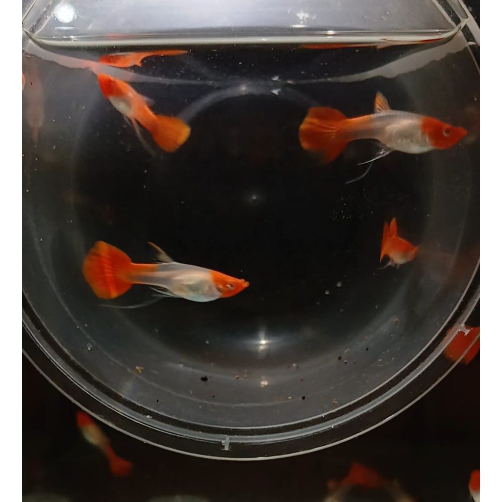 Stiker_Albino koi ribbon