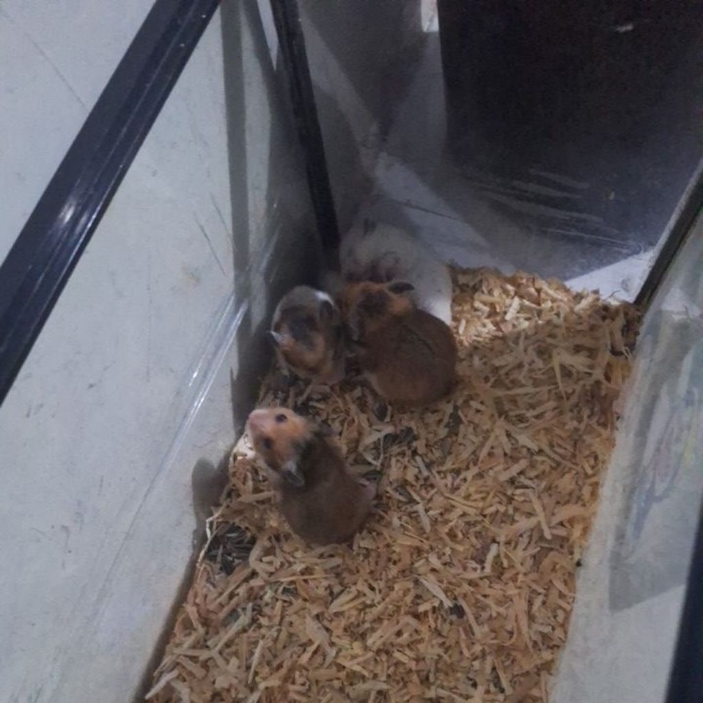 anakan hamster mainan anak