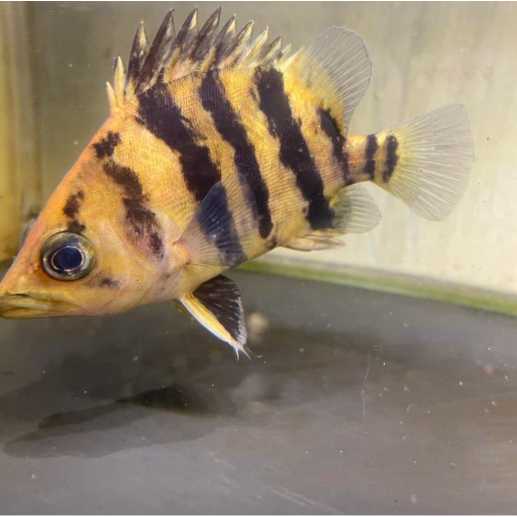 ikan datz tigerfish fuzzy bar 13cm