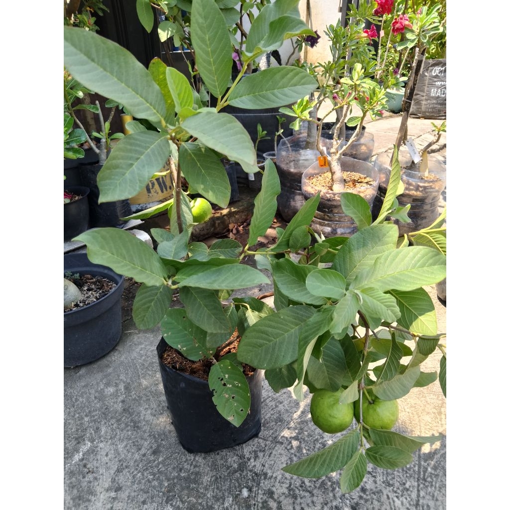 jambu kristal cangkok