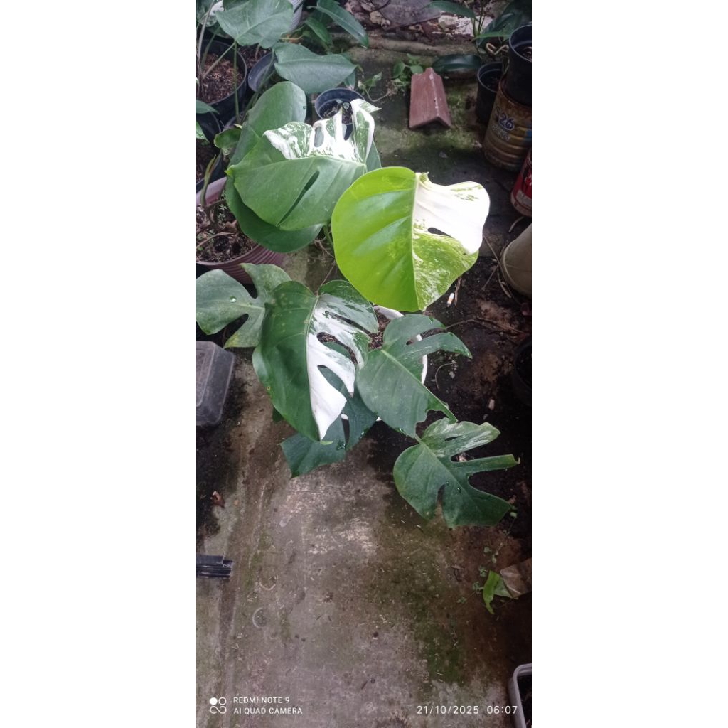 bunga monstera variegata