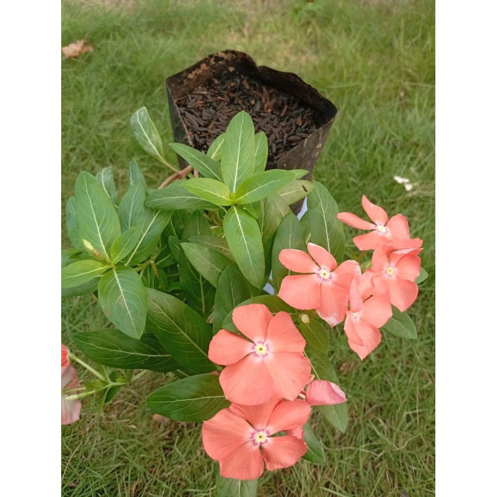 Tanaman hias bunga tapak  dara vinca juntai Mandarin orange