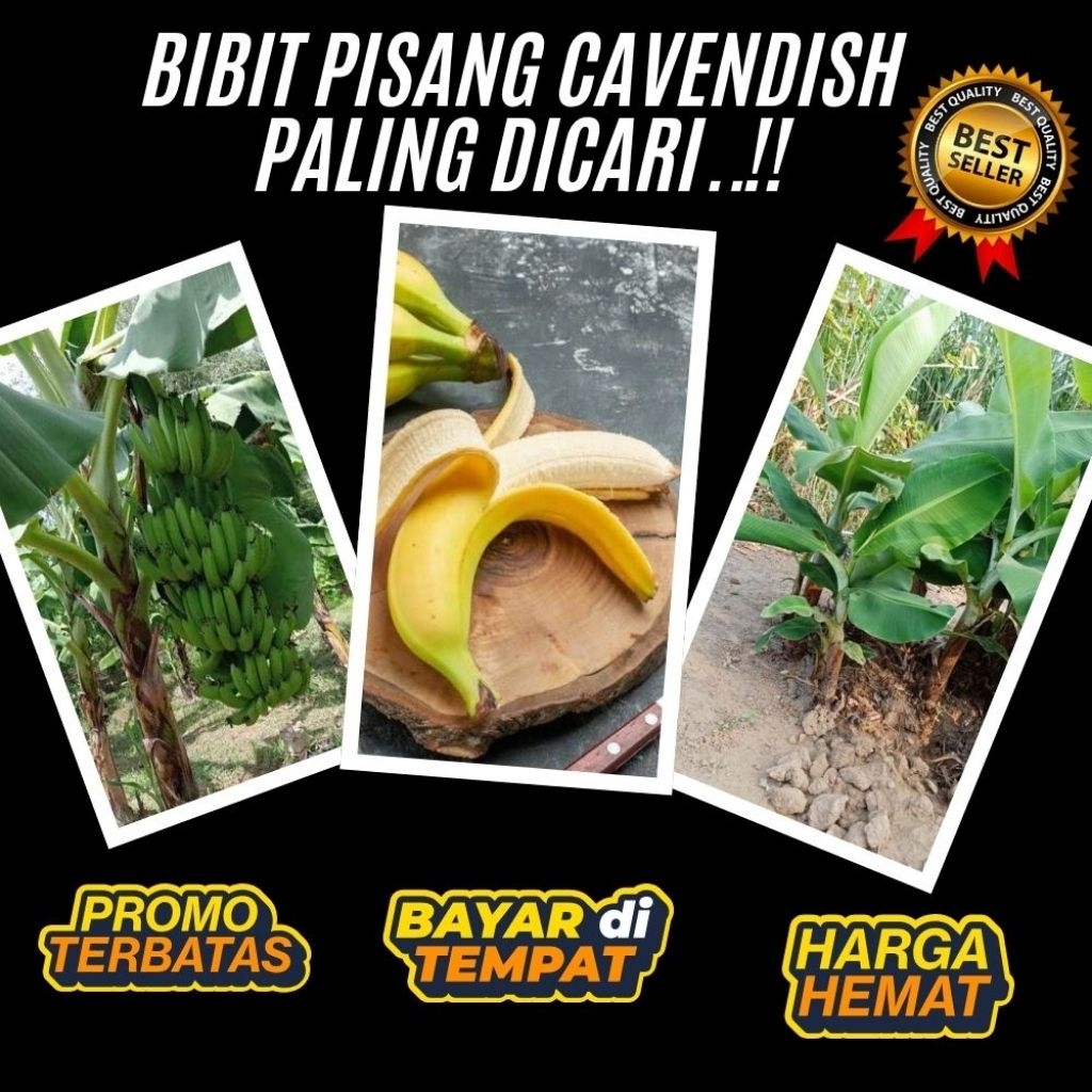 PROMO  Tanaman Pisang Cavendish Super Tanaman Pisang Cavendish Sunpride