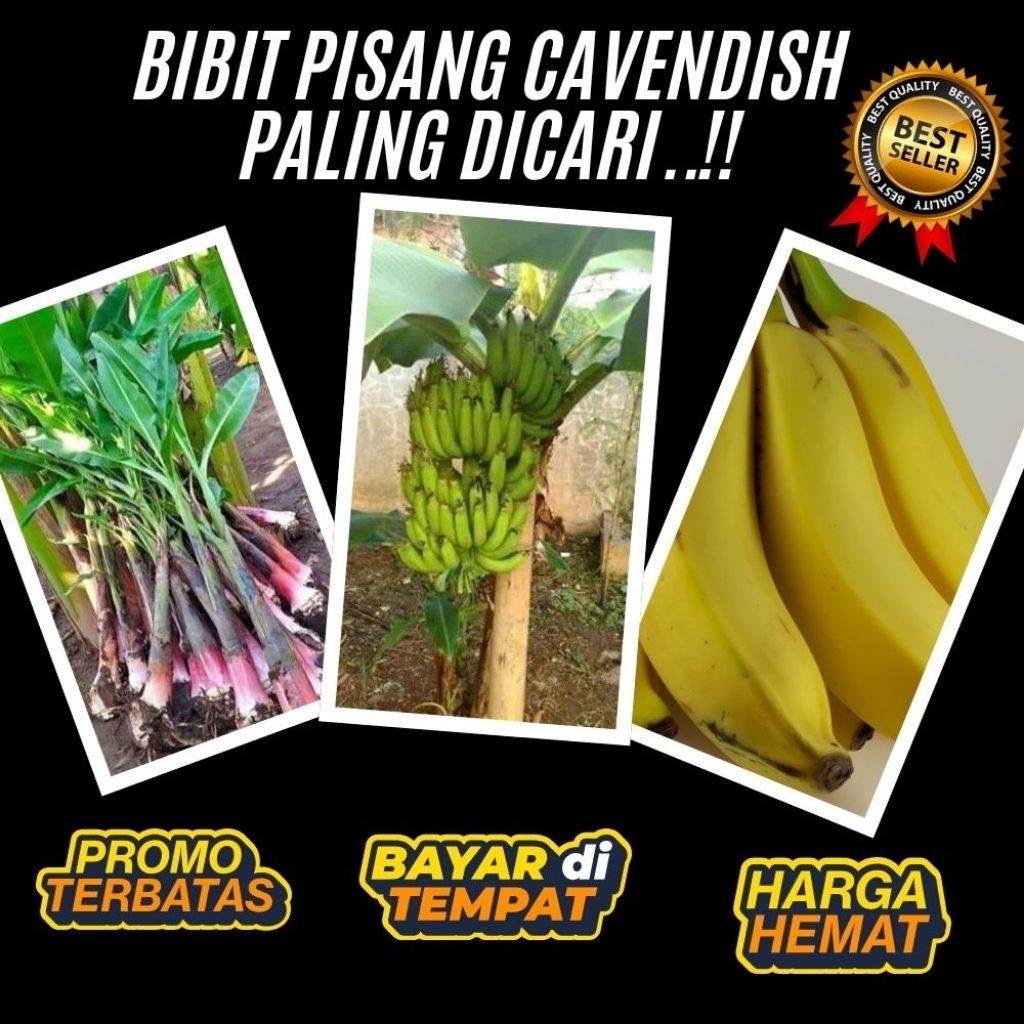 STOK TERBATAS  Bibit Pisang Cavendish Cj40 Bibit Pisang Cavendish Foto Bibit Pisang Cavendish G9