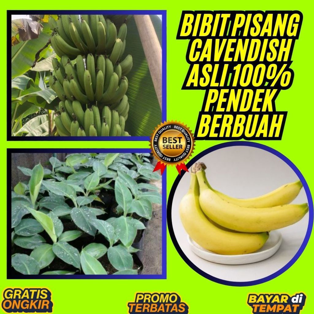 GRATIS ONGKIR  Benih Pisang Cavendish Asli  Benih Pisang Cavendish Berbuah