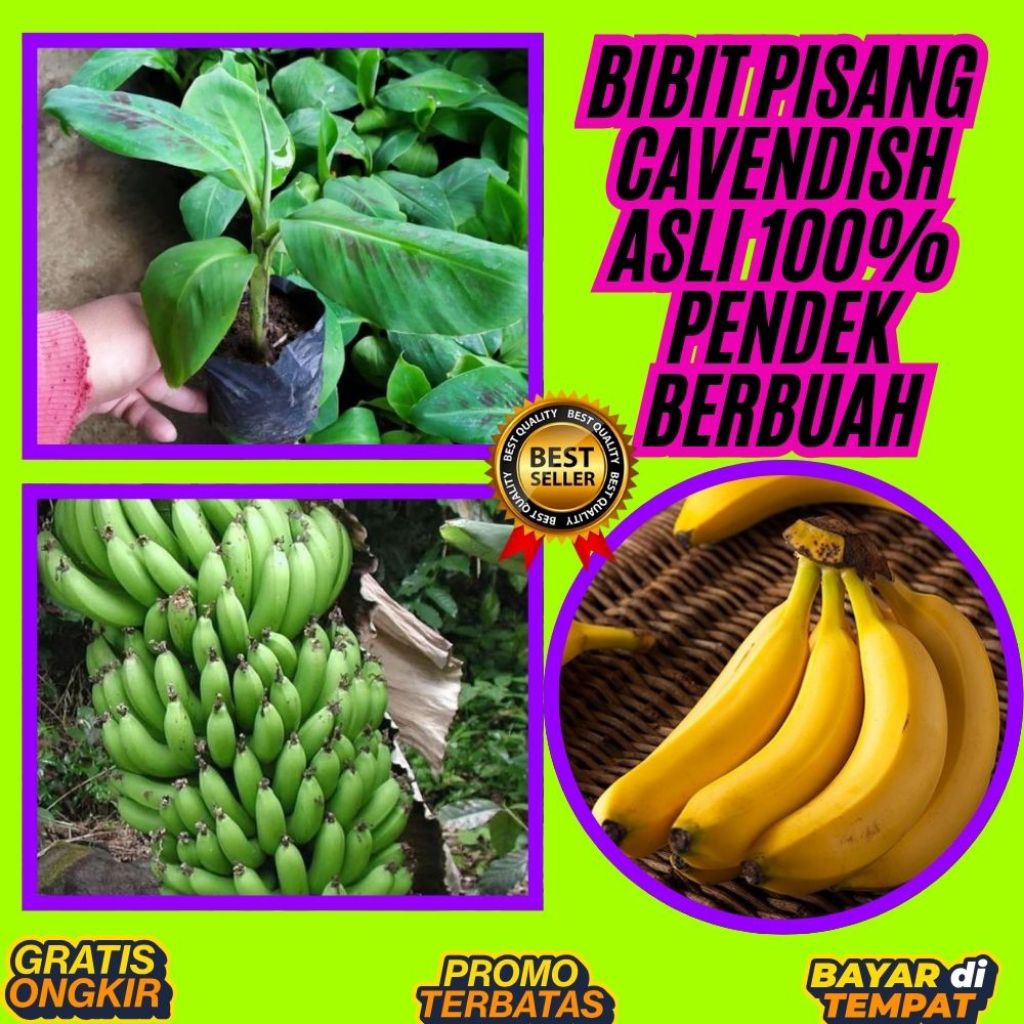 TERBUKTI ASLI  Benih Pisang Cavendish Super Benih Pisang Cavendish Yang Bagus