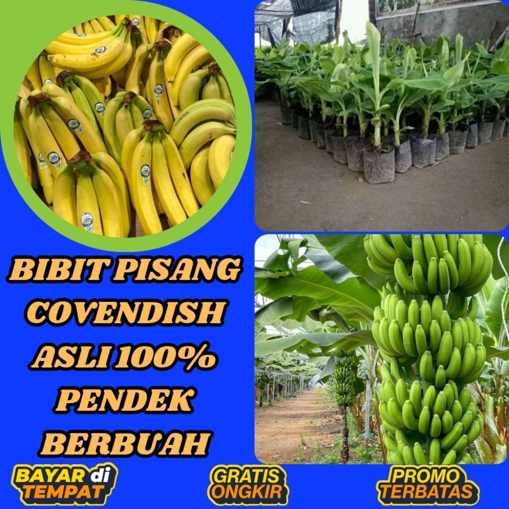 BIBIT BERKUALITAS  Benih Pisang Cavendish Pendek Benih Pisang Cavendish Super