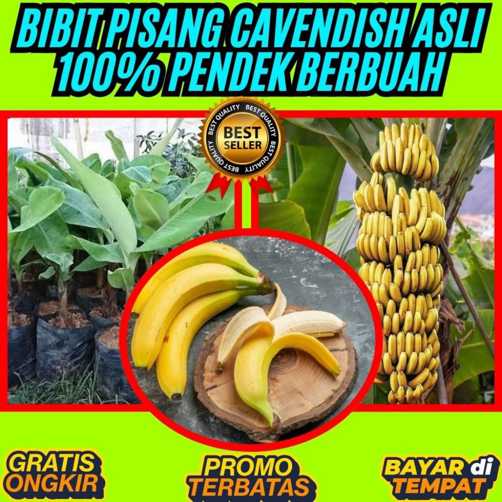 BIBIT BERKUALITAS  Bibit Pisang Cavendish Foto  Bibit Pisang Cavendish G9  Bibit Pisang Cavendish Ha