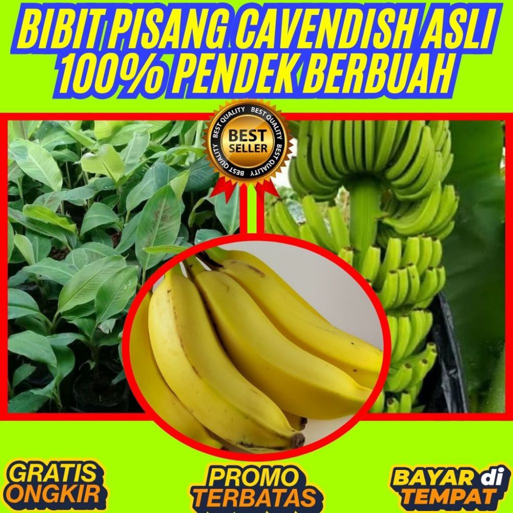 ASLI  Bibit Pisang Cavendish Harga  Bibit Pisang Cavendish Kultur Jaringan  Bibit Pisang Cavendish K