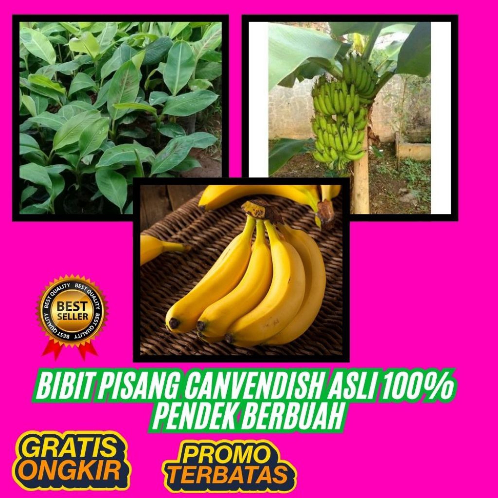 BIBIT BERKUALITAS  Pohon Pisang Cavendish Harga  Pohon Pisang Cavendish Kuning  Pohon Pisang Cavendi