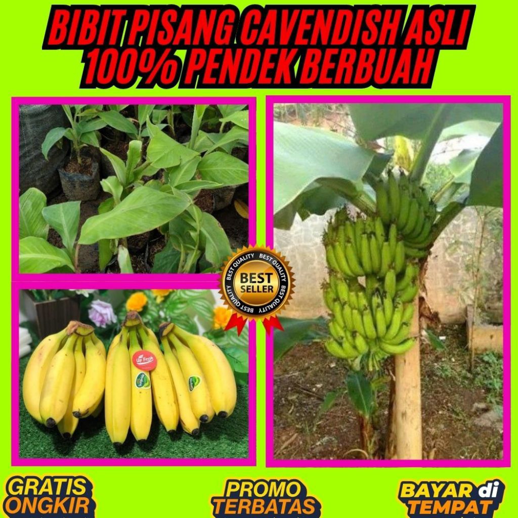 STOK TERBATAS  Pohon Pisang Cavendish Dalam Pot  Pohon Pisang Cavendish Harga  Pohon Pisang Cavendis