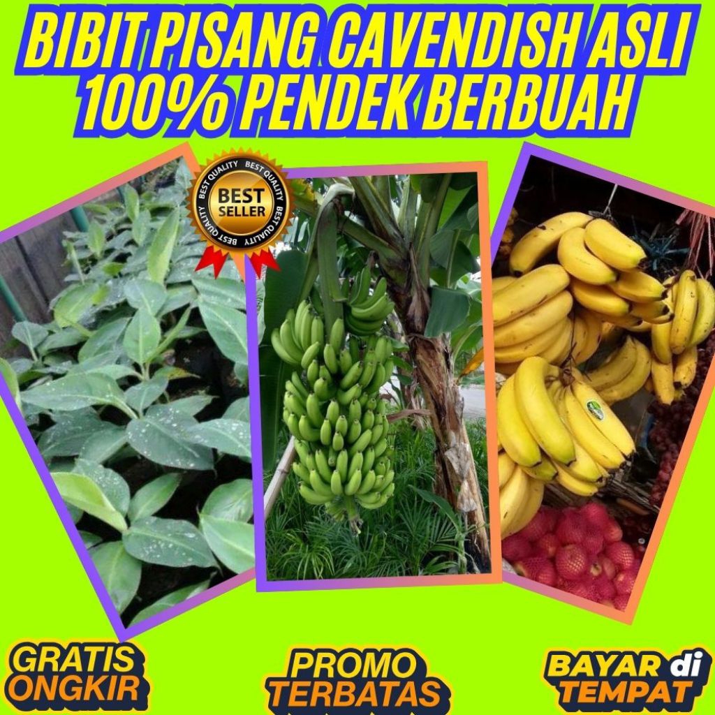 ASLI  Pohon Pisang Cavendish Mini  Pohon Pisang Cavendish Pendek Pohon Pisang Cavendish Sunpride
