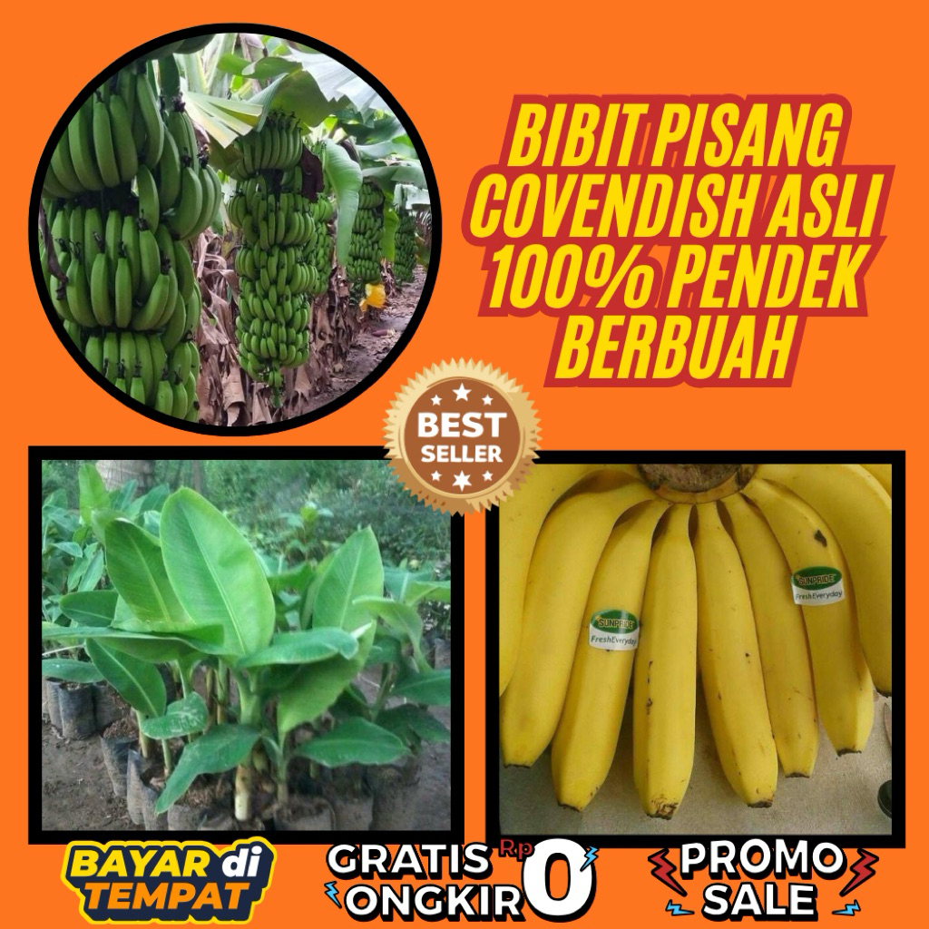 ASLI  Pohon Pisang Cavendish Mini