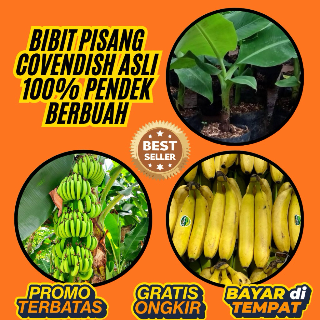STOK TERBATAS  Bibit Pisang Cavendish Cj40