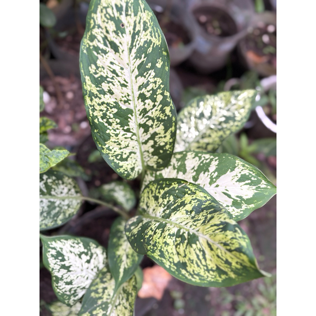 Tanaman Hias Blanceng Aglonema Diven