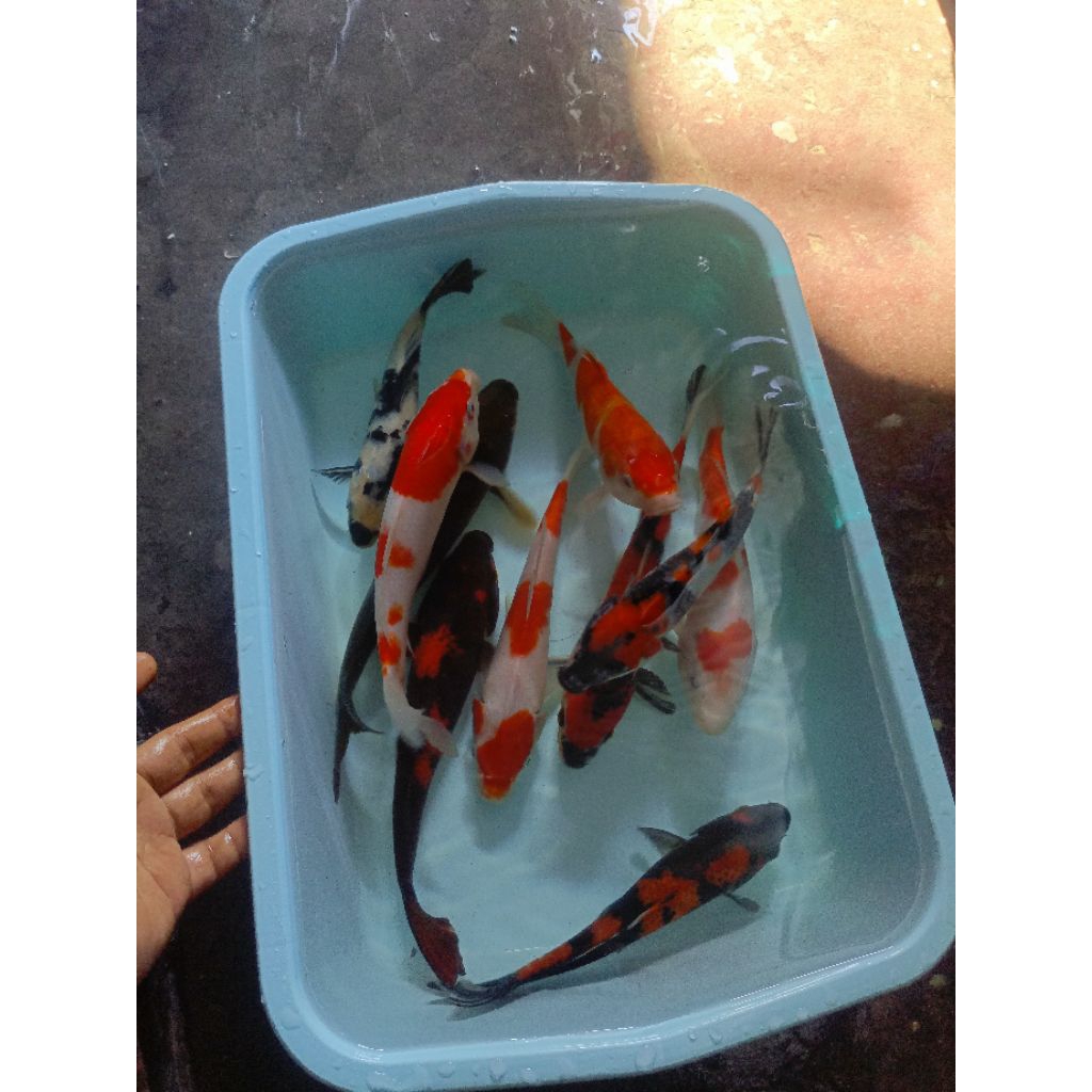 Koi showa sanke shiro utshuri grade A size 30cm up